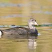 Common Moorhen